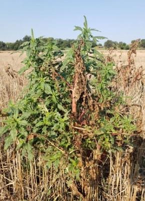 This large Palmer amaranth is regrowing after being sprayed with paraquat