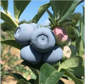 Figure 1. Ripening berries of the early-season cultivar, Krewer