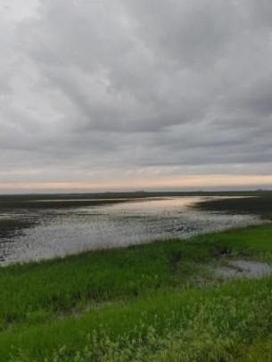 Flooding in a Central Iowa corn field