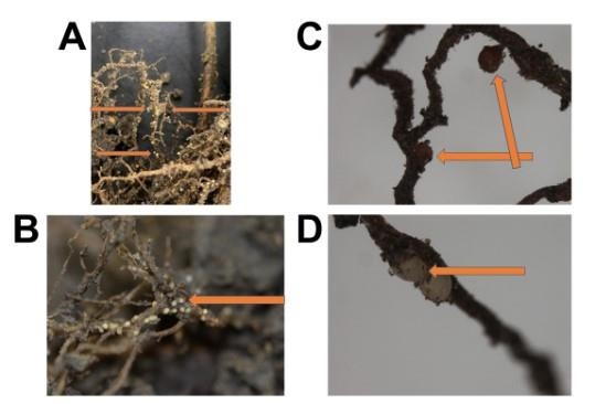 Figure 1. Soybean cyst nematodes on soybean roots. “A” and “B” are examples of SCN seen without a microscope.”C” shows older cysts that will soon detach from the roots and be loose in the soil. “D” is an example of younger cysts that are still attached to the root and have not begun to mature to a darker brown color. Orange arrows indicate individual cysts