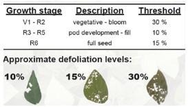 Growth stage and defoliation