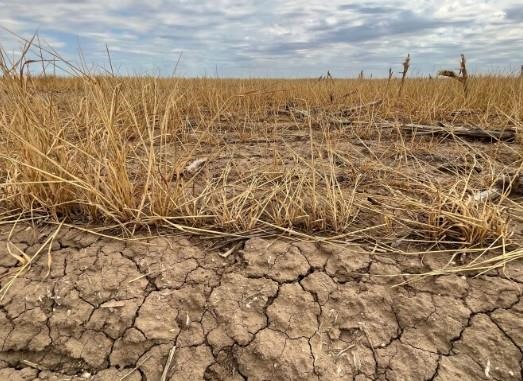 Wheat fields statewide are expected to produce roughly 37 bushels per acre this year, down sharply from 52 bushels per acre last year. But many fields in the western half of the state, such as this one in Lane County, will produce far less than that.