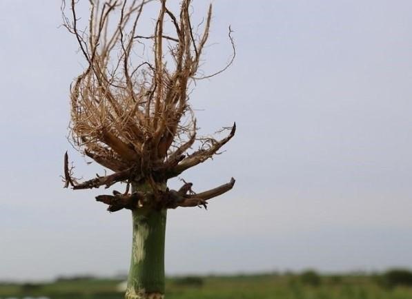 Figure 2. Severe root pruning by corn rootworm larvae can dramatically impact yield