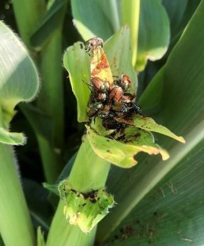 Photo 2. Japanese beetle adults aggregating and feeding on corn silks near the field edge