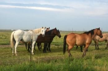 Texas has the largest population of horses of any state, but many are at risk for a number of reasons