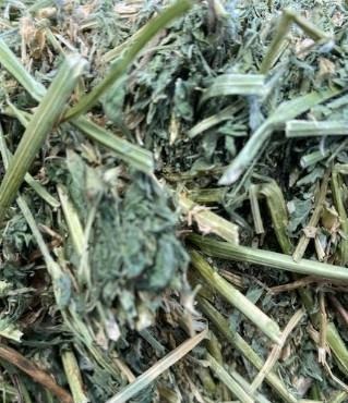 Alfalfa can be used as an effective mulch