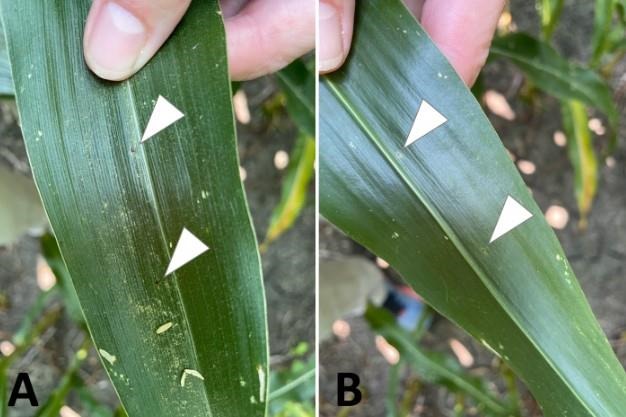 Early signs of tar spot are small, black circular to irregular raised spots visibile on both the upper (A) and lower (B) leaf surfaces