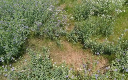 Figure 1. An alfalfa/hay mix pasture that has been impacted by grasshopper feeding.