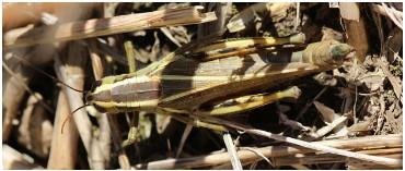 Figure 2. Two-striped grasshopper adult.