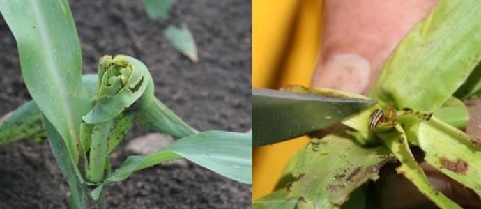 Stalk borer larvae can shred corn leaves and destroy the growing point