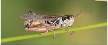 Figure 3. Redlegged grasshopper adult