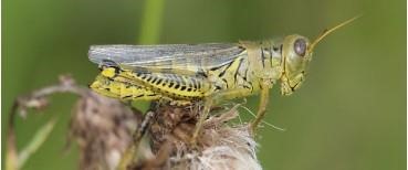 Figure 4. Differential grasshopper adult