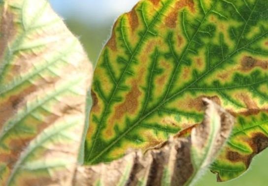 Soybean sudden death syndrome symptoms on a soybean leaf