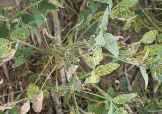 A range of sudden death syndrome symptoms on soybean leaves