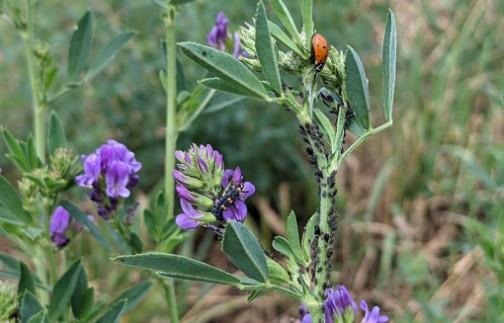 Figure 2. Cowpea aphid colony