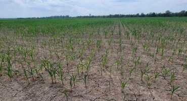 Corn in Fulton County is suffering. Photo by Ben Rudy, UK Cooperative Extension agent for agriculture and natural resources in Fulton County