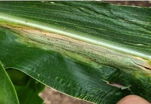 Figure 1. Goss’s bacterial wilt and blight lesions may include dark green to black “freckles"