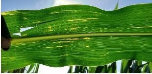 Figure 3. Bacterial leaf streak lesions have irregular margins and may appear yellow when backlit by the sun.