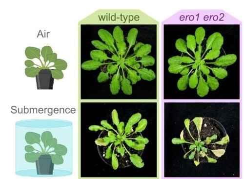 Wild-type Arabidopsis plants and ero1 ero2 mutants after four days of flooding followed by a six-day recovery period. The double mutants show very clearly recognizable damage.