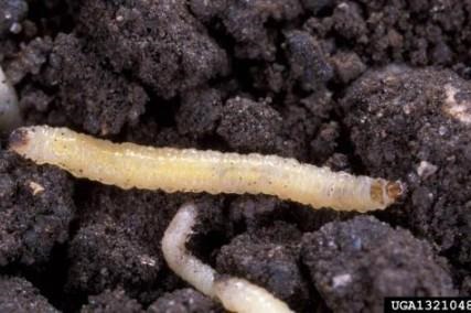 Photo 1. Corn rootworm larvae are slender, white, and appear to have two heads.