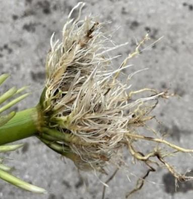 Photo 2. Example of a corn root that had regrowth after corn rootworm injury in 2021. To see the pruned roots, we had to peel back the regrowth