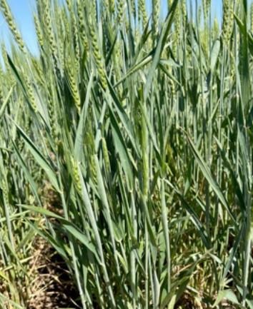 Wheat plants showing later-emerged tillers during the 2022 growing season