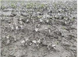Flooding in soybean field