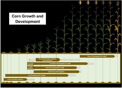 Corn growth and development from planting and germination (G) to physiological maturity (R6). Brown arrows indicate the primary period, and gray arrows indicate possible variations for each event