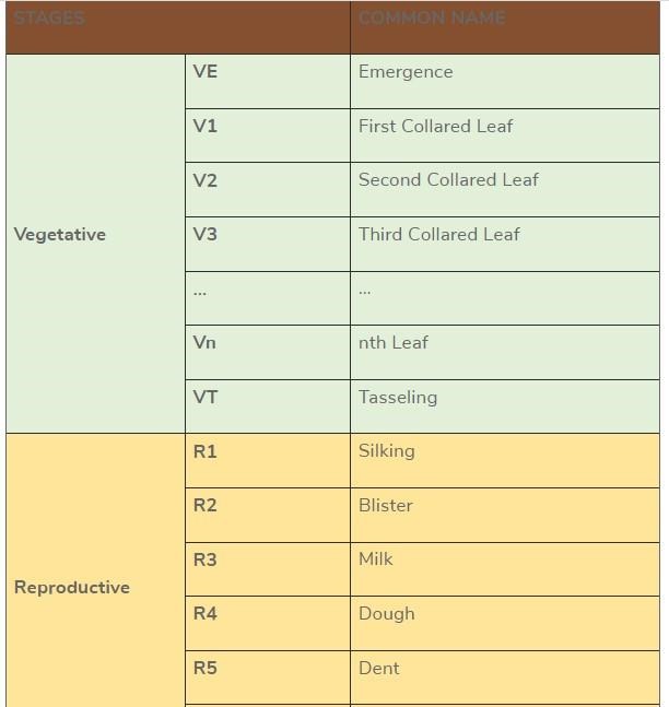 Vegetative and Reproductive Stages for corn. Adapted from Abendroth et al., 2011