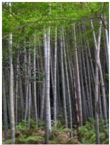 “Bamboo forest”. Licensed under Creative Commons Attribution-Share Alike 3.0 via Wikimedia Commons