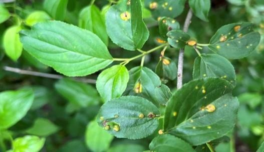 Figure 1. Buckthorn infected with the crown rust pathogen.