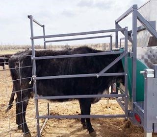 Figure 2. A cow at the Cottonwood Field Station using the GreenFeeder
