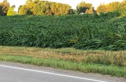Corn Field in Winnebago County on July 5, 2022