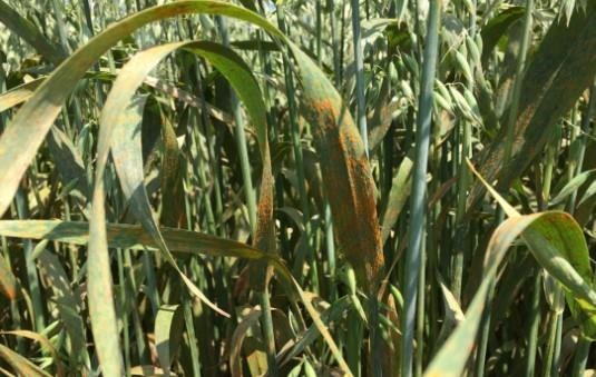 Figure 2. Oats infected with crown rust. 