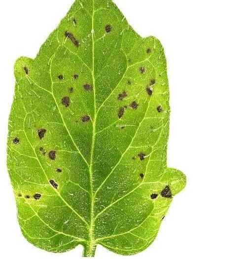 A tomato plant leaf infected with bacterial speck, the disease caused by P. syringae pv. tomato DC3000.