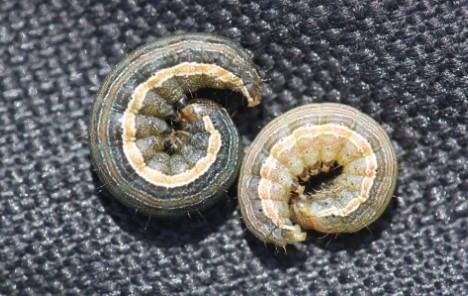 Figure 1. True armyworm caterpillars can vary in color