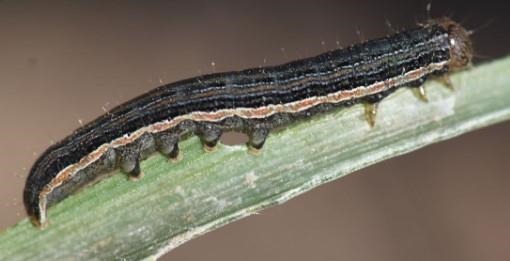 Figure 2. True armyworm caterpillars have an orange stripe on each side of their body and dark bands present on their abdominal prolegs