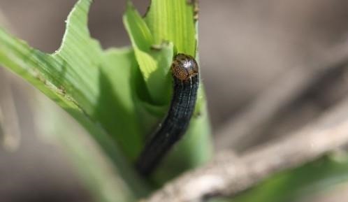 Figure 3. True armyworm caterpillars have a network of black lines present on their orange head capsule