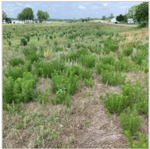 Dogfennel or cedarweed (Eupatorium capillifolium)