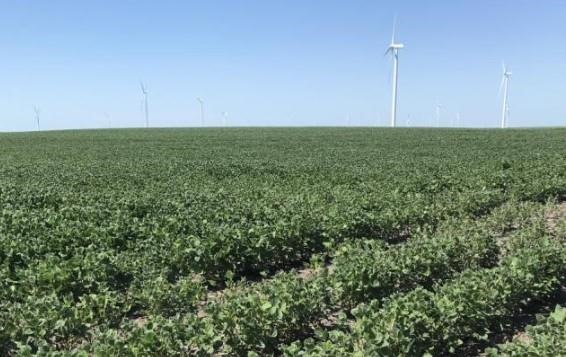 Figure 1. Injury to non-DT soybean prevalent in several regions of the state. Photo taken by field agronomist Meaghan Anderson during the week of July 11, 2022