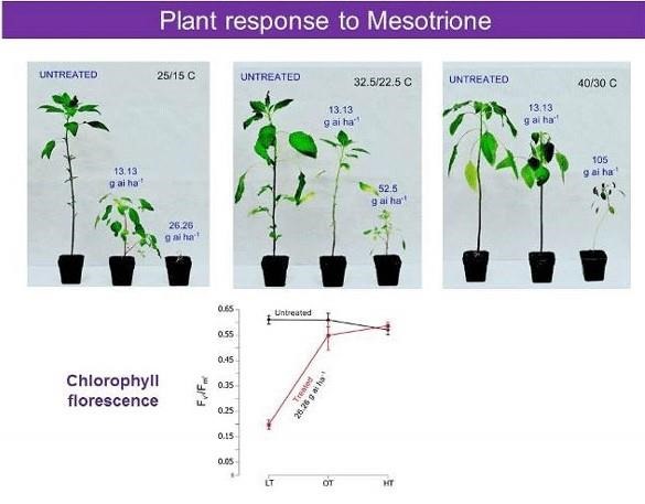 Mesotrione is more effective when applied under cooler temperatures