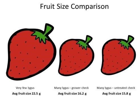 Comparison of average fruit size from July 18 harvest.  Difference is statistically significant.