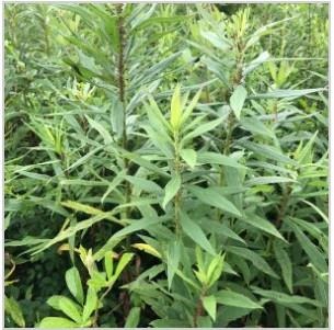 Canada goldenrod (Solidago canadensis)