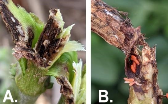 Figure 1. A) Early instar soybean gall midge under epidermis. B) Late instar soybean gall midge under epidermis