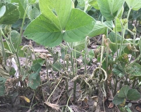 Figure 2. Wilting soybean that are infested with soybean gall midge larvae