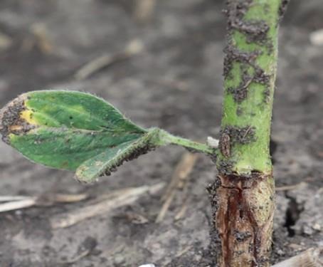 Figure 3. Soybean stem with slight swelling and discoloration near the soil surface