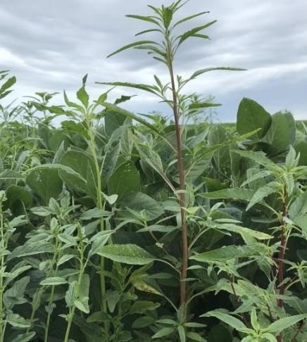 Figure. Late-season waterhemp infestation in soybean