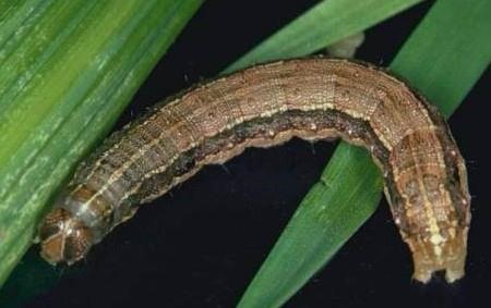 Figure 1. Full grown fall armyworm caterpillar.