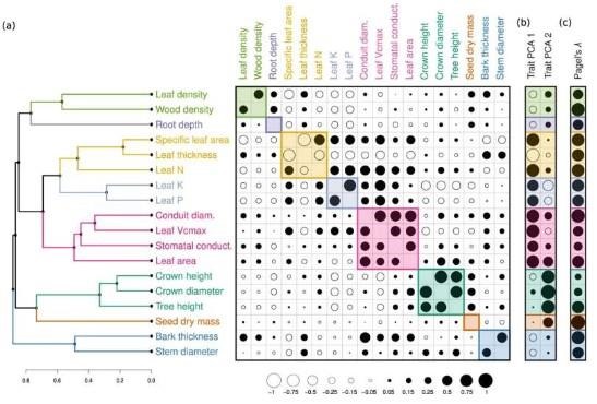 Trait correlations and functional clusters