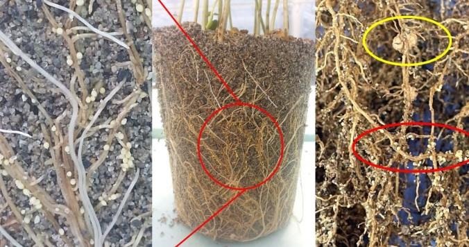 Figure 1. Soybean roots infested with SCN. Note the significantly smaller lemon-shape SCN female (red circle) attached to roots compared to larger nitrogen-fixing nodules (yellow circle).